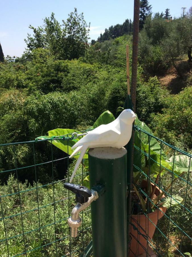 La Casina Delle Rondini Pension Corsanico-Bargecchia Buitenkant foto